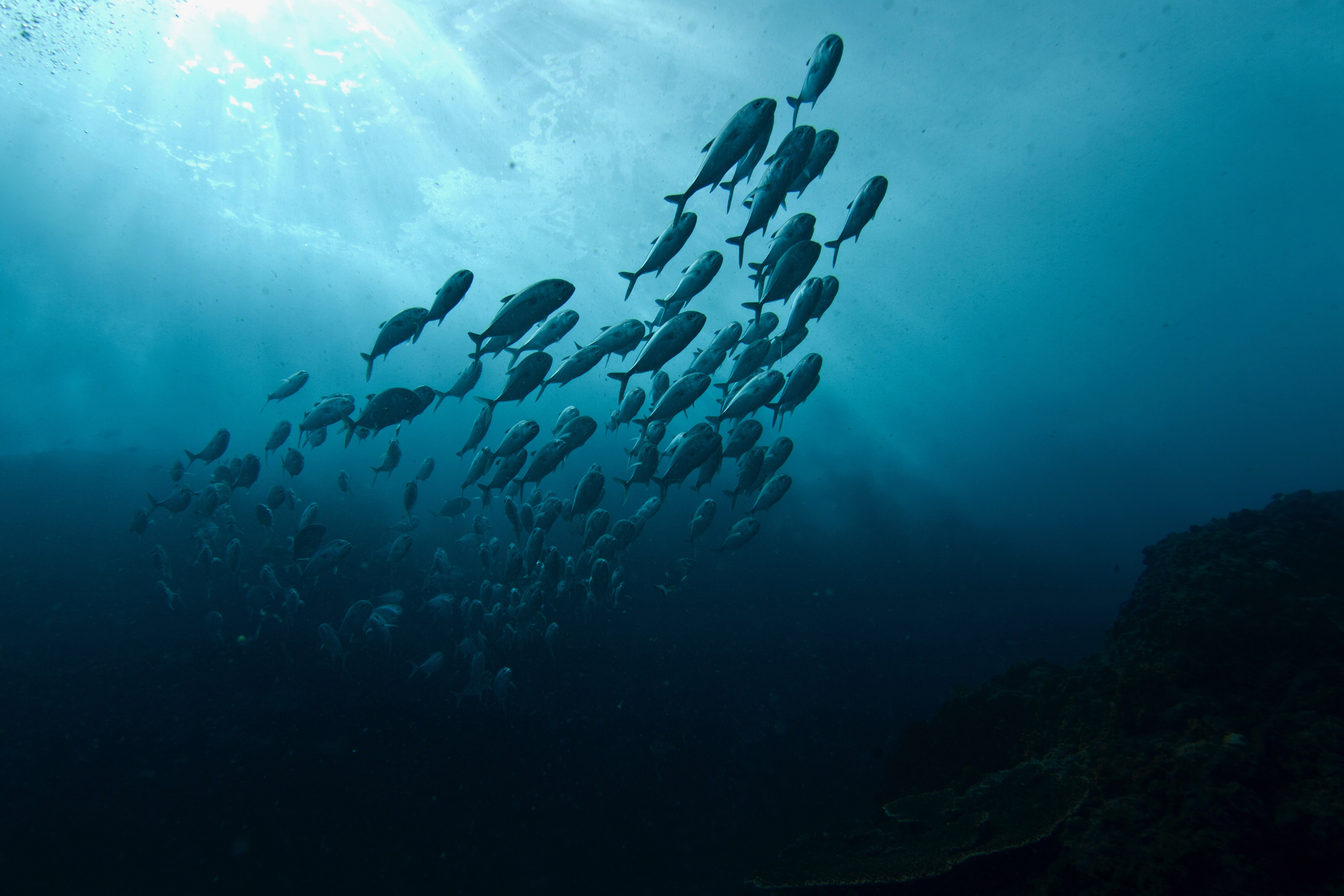 a school of fish swimming view from below